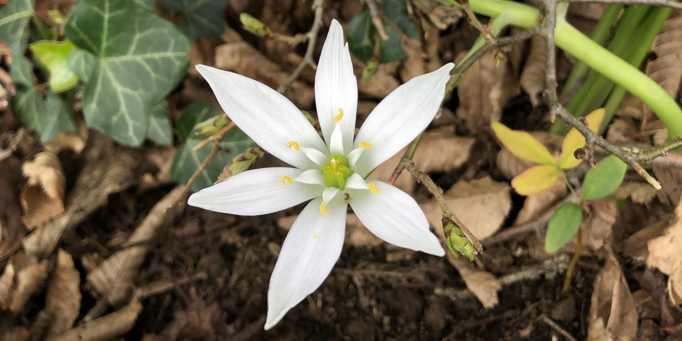 Ornithogale en ombelle